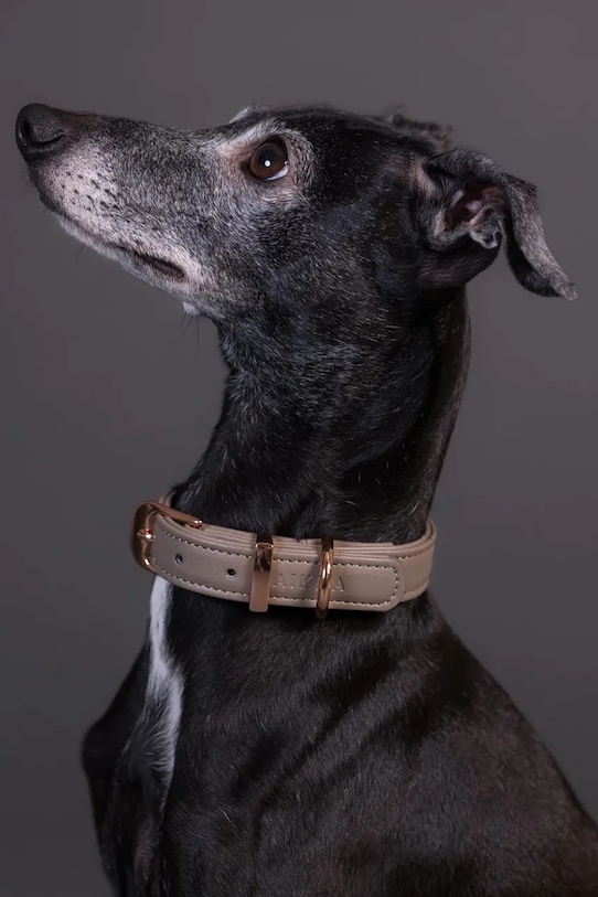 PAIKKA obroża dla psa L 1031013 beżowy AA00