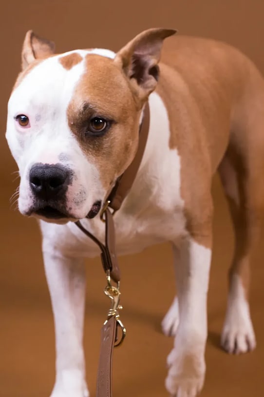 PAIKKA obroża dla psa S brązowy 1031019