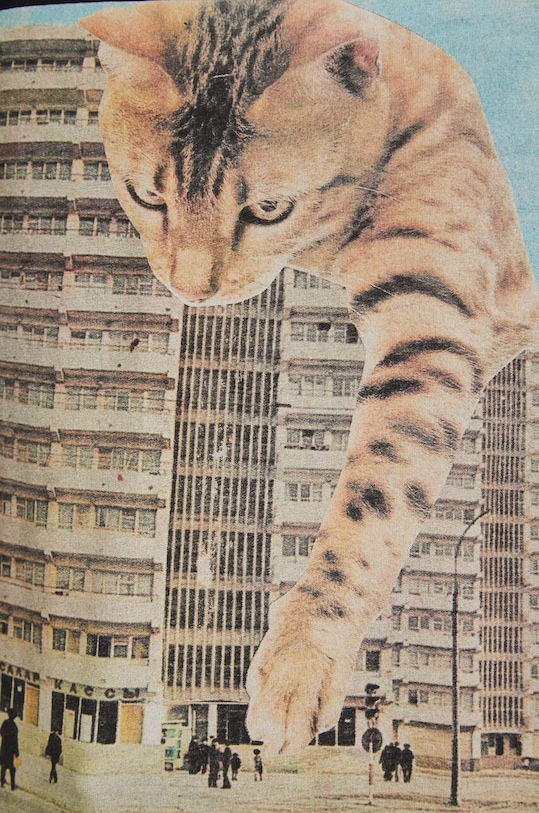 T-shirt bawełniany męski by Magda Kubiak - Dziki Las collages, Grafika Polska kolor czarny RS24.TSM466 czarny