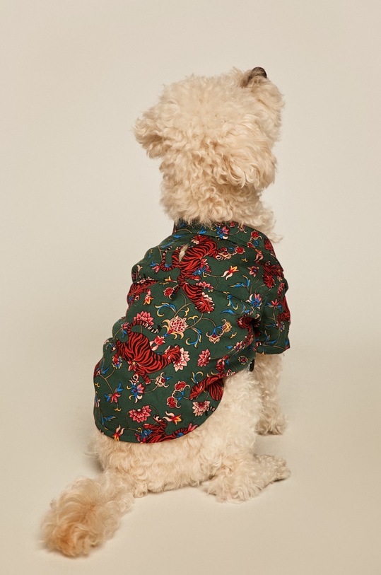 Medicine - Koszula dla psa Acid Bouquet RW19.KDU971 turkusowy RW19