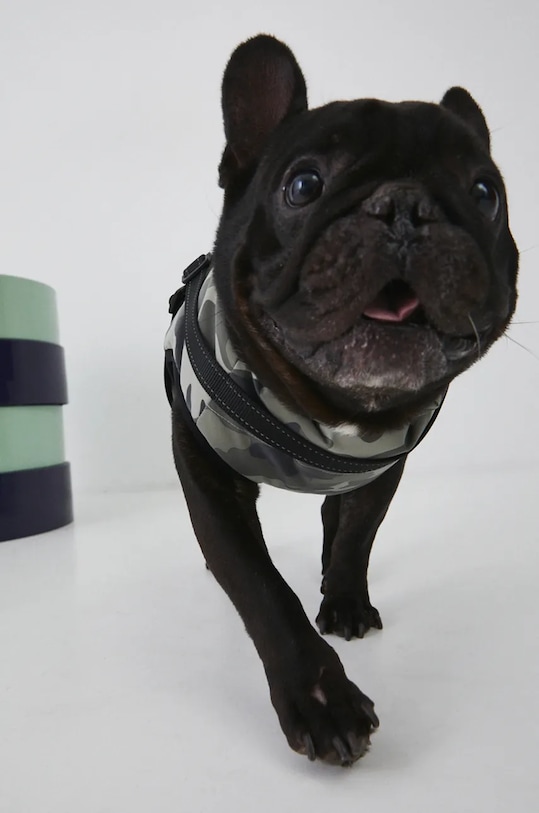 Яке за домашен любимец Medicine RW24.KUU803 зелен