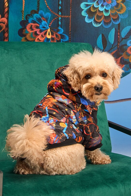Medicine jachetă pentru un animal de companie multicolor RW24.KUUB00