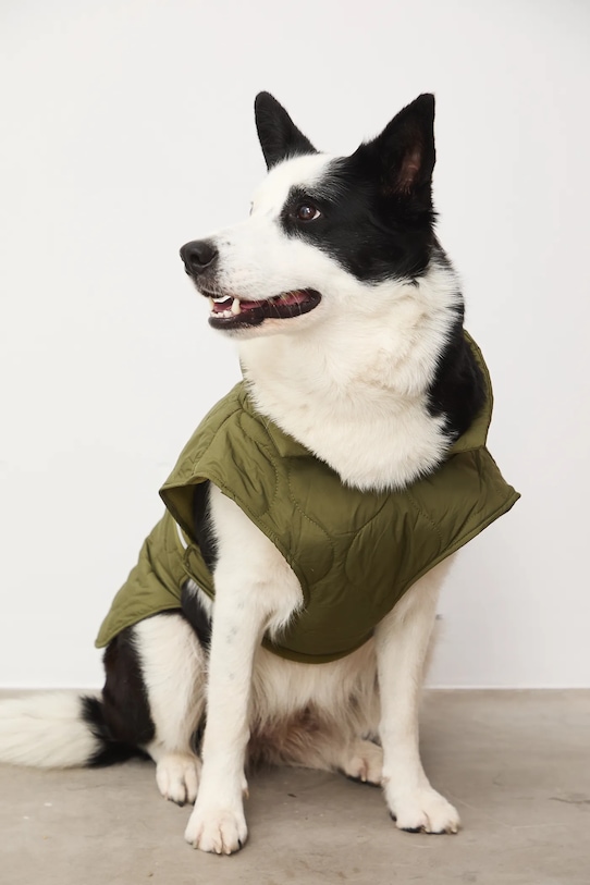 Doplňky Bunda pro mazlíčka prošívaná RW25-KUU801 zelená