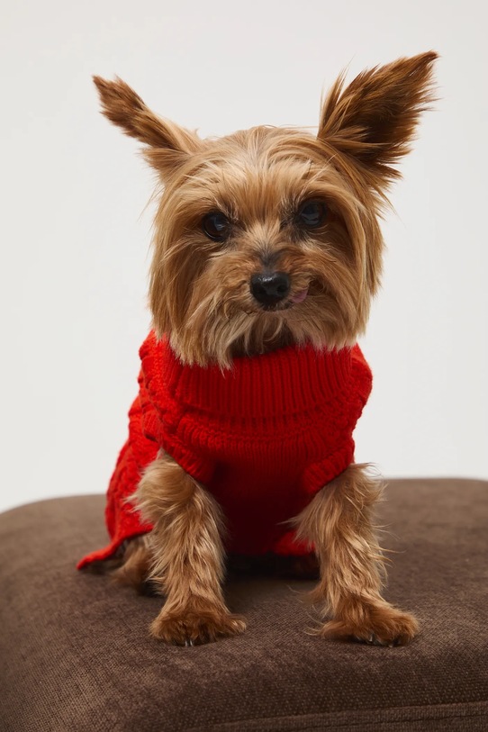 Medicine sweter dla pupila pomarańczowy RW25-SWU090