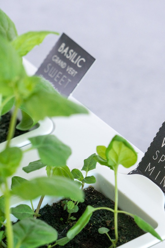 Veritable wkład nasienny Cukinia 13 x 4 x 5 cm VLIN.F5.Cou015