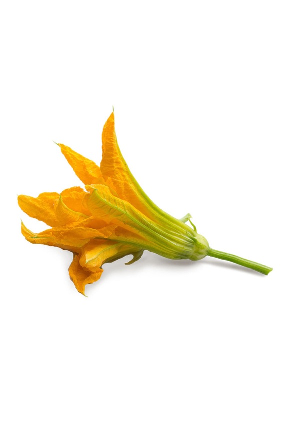 Veritable wkład nasienny Cukinia 13 x 4 x 5 cm VLIN.F5.Cou015 multicolor AA00