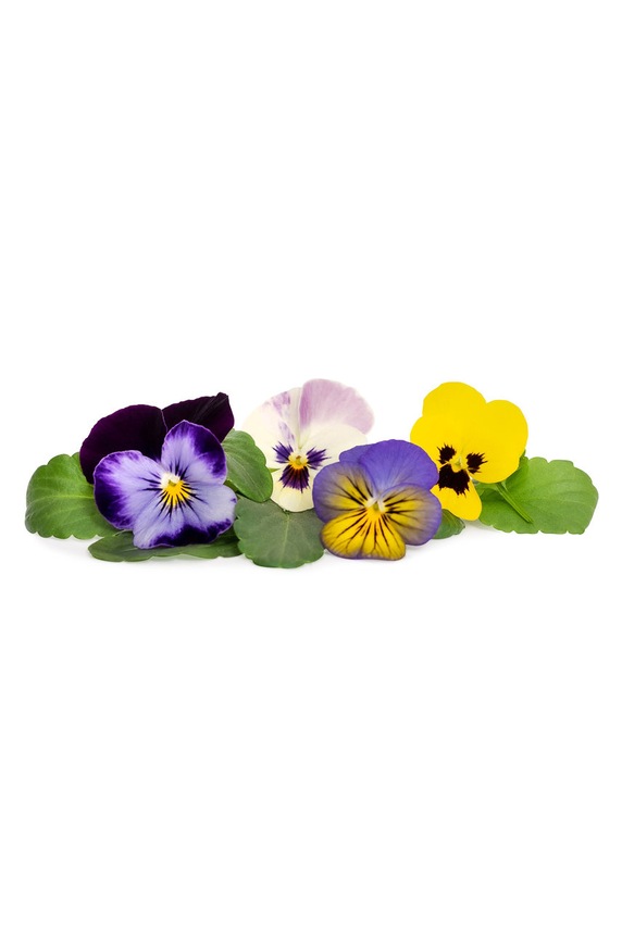 Veritable wkład nasienny Bratki wielokolorowe VLIN.F5.Pen05A multicolor AA00