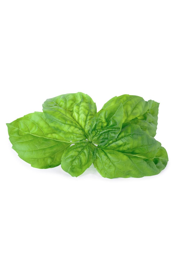 Veritable wkład nasienny Bazylia mamucia VLIN.O10.Bas058 multicolor AA00