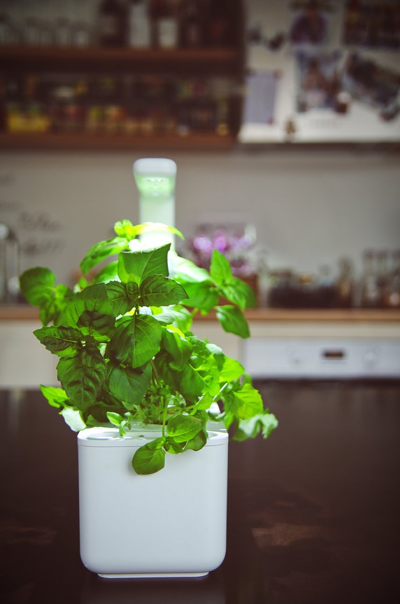 Click & Grow autonomiczny ogródek domowy Smart Garden 3 SG3BG