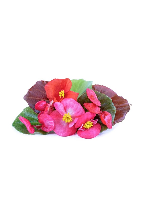 Veritable insertie de seminte Begonia VLIN.F5.Beg05B multicolor AA00