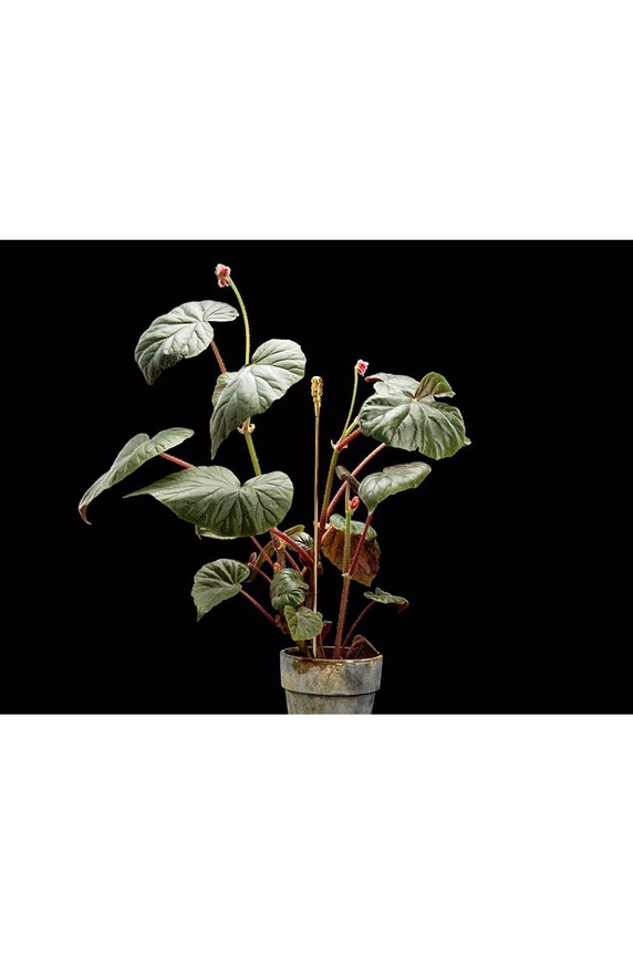 Lifestyle Opěrná tyč k rostlinám Garden Glory Flower Stick Organic 19521.GG žlutá