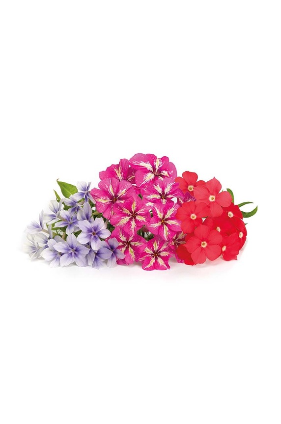 Veritable wkład nasienny Kwiat Cukini VLIN.F5.Phl04C multicolor AA00