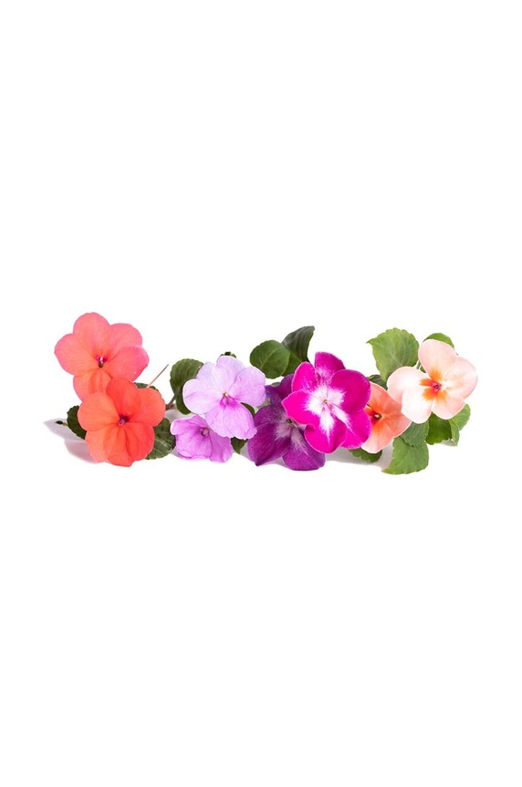 Veritable insertie de seminte Busy Lizzie VLIN.F5.Imp062 multicolor AA00