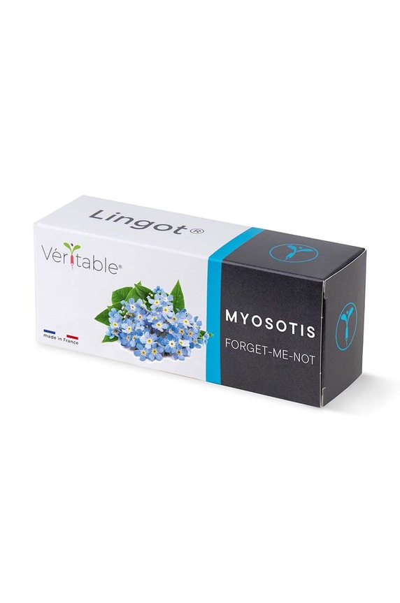 Veritable insertie de seminte Myosotis multicolor VLIN.F5.Myo063