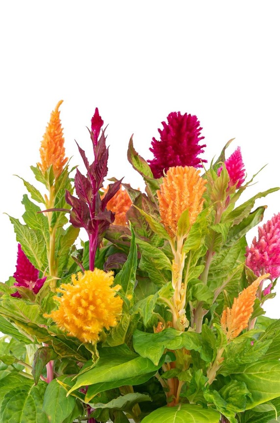 Ένθετο σπόρων Veritable Plumed Cockscomb VLIN.D5.Cel066 πολύχρωμο AA00