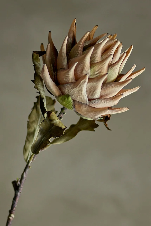 Гостиная и спальня Искусственные цветы Bloomingville Protea Stem 76 cm 82061468 мультиколор