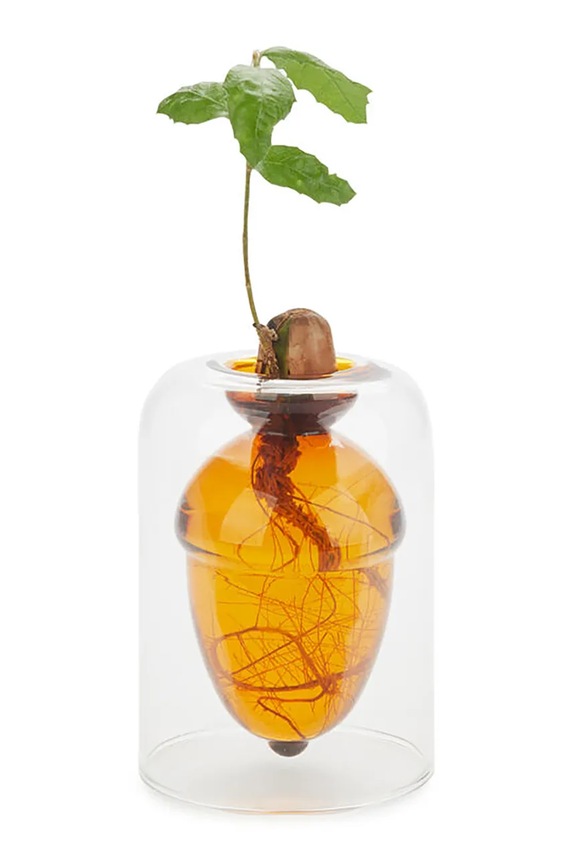 Balvi waso per coltivare i semi Acorn Vase 12 x 8,4 x 8,4 cm transparente 28111