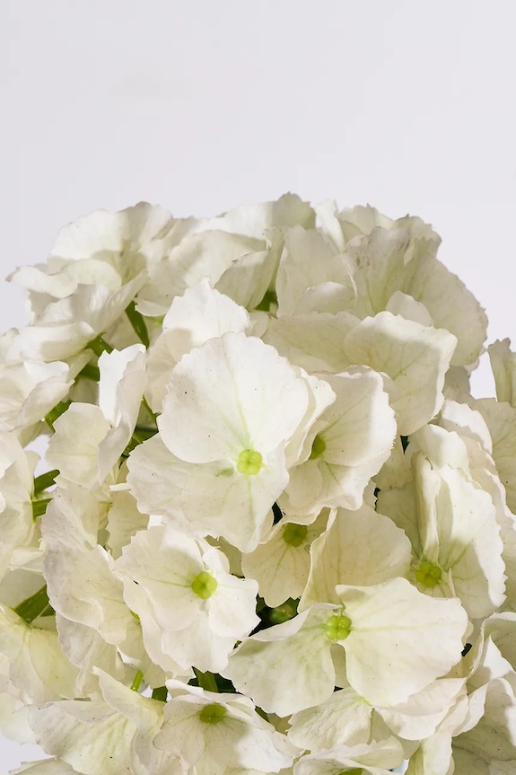 Τεχνητό λουλούδι House Doctor HDHydrangea 22 x 50 cm 900001455 πολύχρωμο AA00