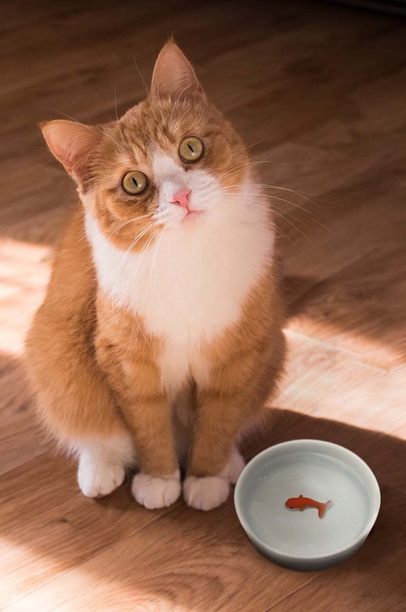 Zdjelica za vodu za mačke Luckies of London Goldfish šarena SK.BOWLFISH1