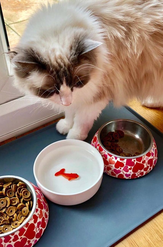 Zdjelica za vodu za mačke Luckies of London Goldfish SK.BOWLFISH1 šarena