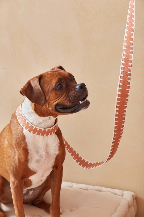 Lifestyle Λουρί σκύλου Calma House Hamza HAMZA.DOG3.COR πορτοκαλί