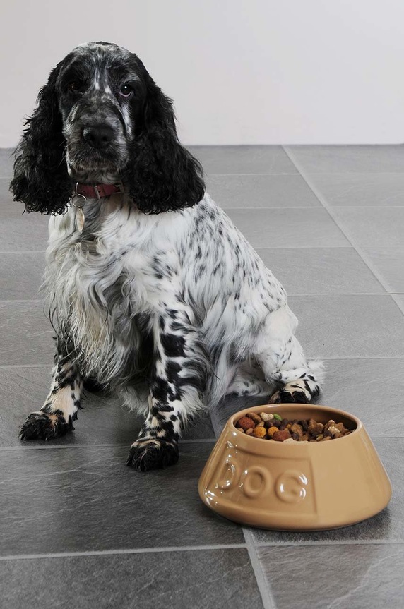 Mason Cash ciotola per il cane multicolore 2030.304