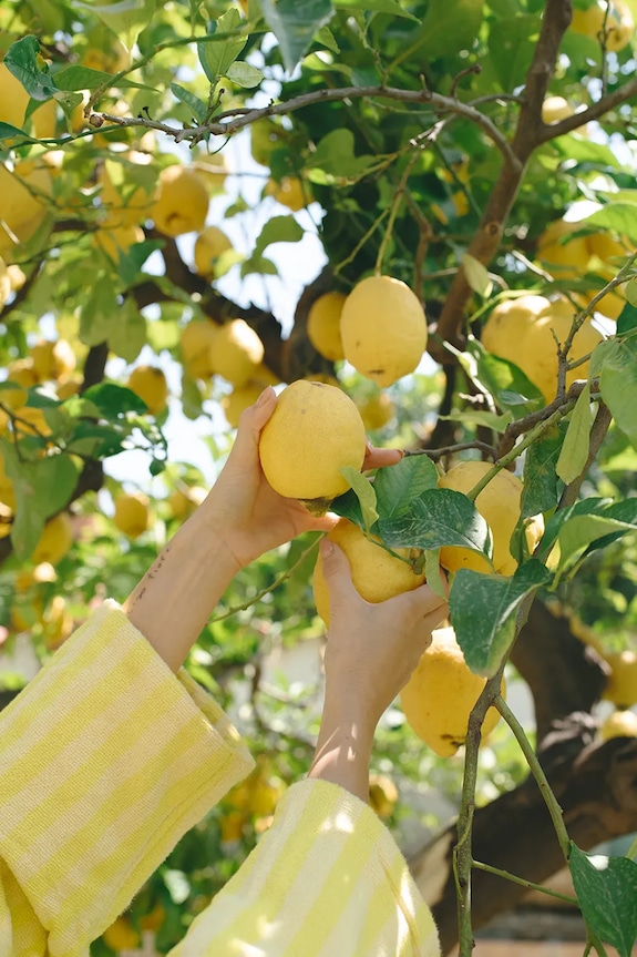 Βαμβακερό μπουρνούζι Bongusta Naram S/M κίτρινο BON45.002