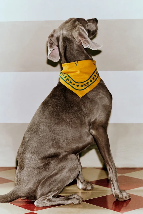 HAY foulard per cane 55 x 55 cm AD858.D281.AH98 arancione