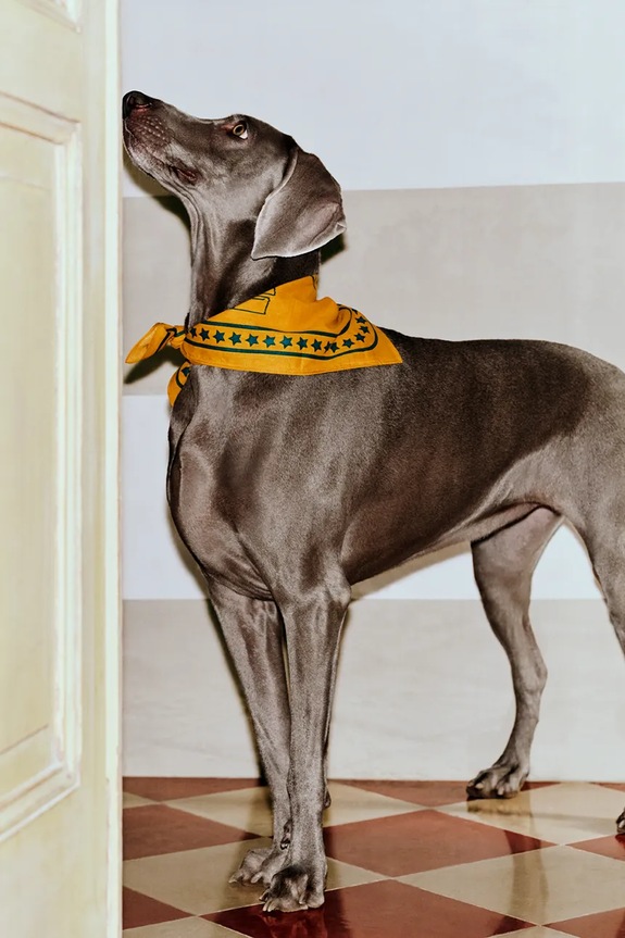 HAY foulard per cane 55 x 55 cm AD858.D281.AH98