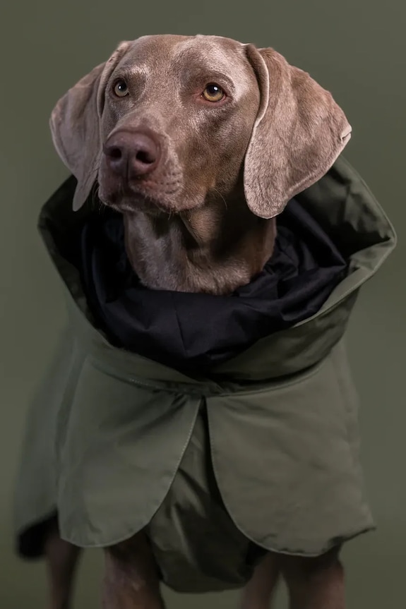 Χειμερινό παλτό για σκύλο PAIKKA Visibility Winter Jacket 48 x 42 x 2,1 cm 1045184