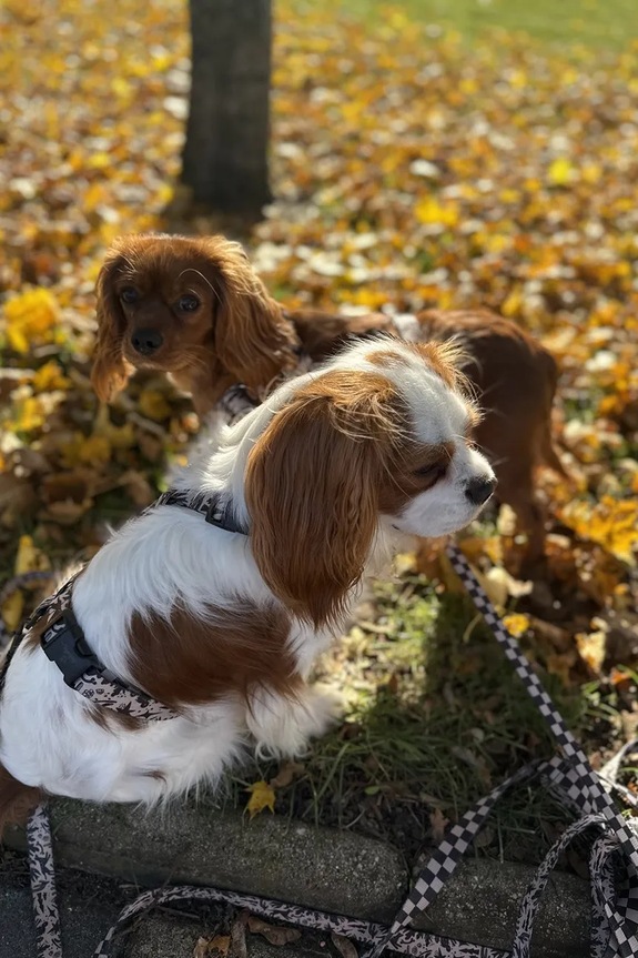 Bebobi dupla kutyapóráz PAWradise 2,5 m SDKA2532C