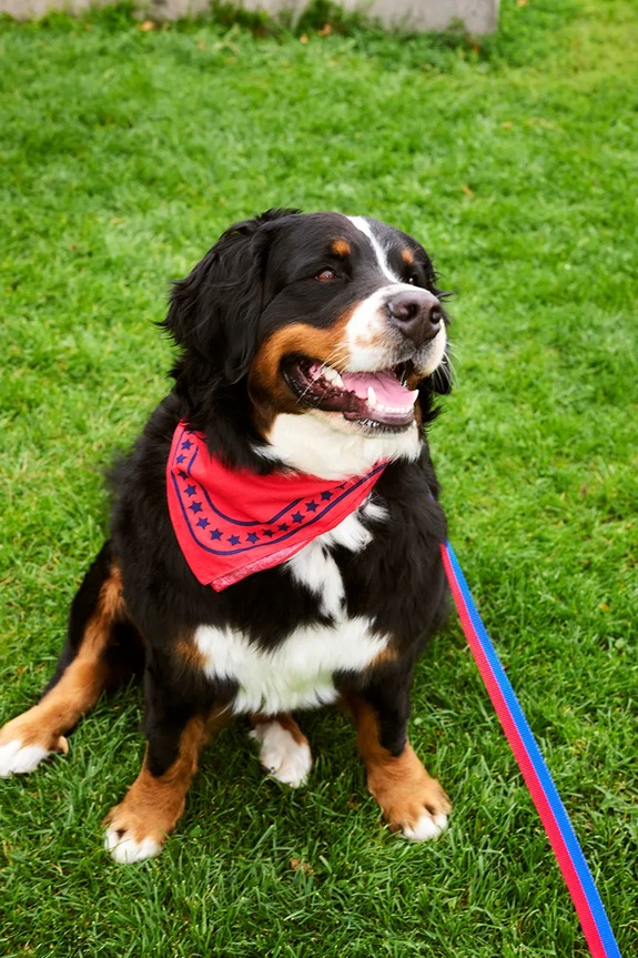 HAY lead for dog 2,5 x 160 cm AD865.D029.AL56 multicolor