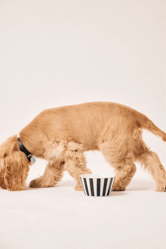 La Mania miska dla pupila 7 x 13 cm 5905549418116 czarny