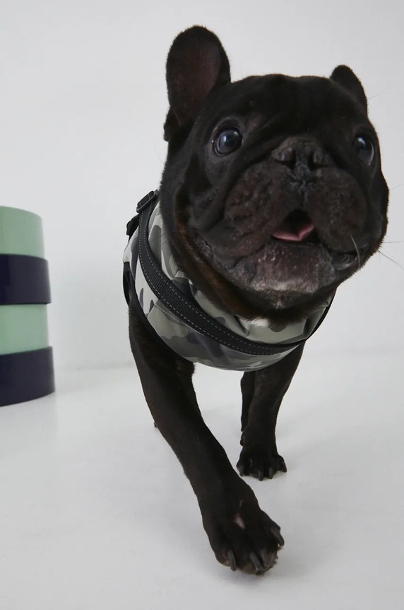 Jakna za kužka Medicine RW24-KUU803 zelena