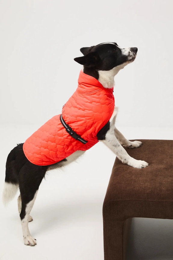 Jakna za kužka Medicine oranžna RW25-KUU902