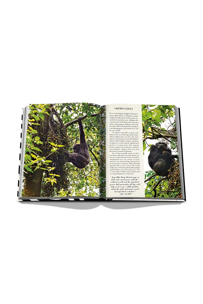 Assouline fotokniha African Adventures: The Greatest Safari on Earth, Aline Coquelle 9781649801999