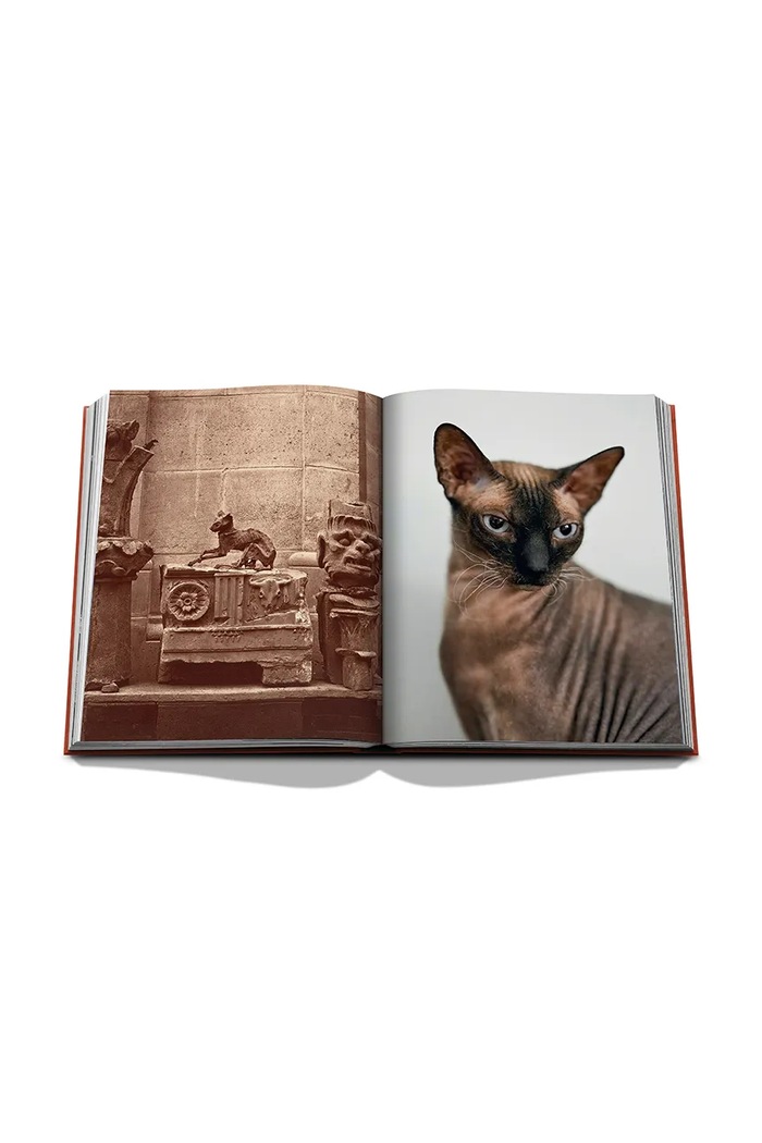 Assouline książka fotograficzna Chic Cats, Brett Martin pomarańczowy 9781649806871