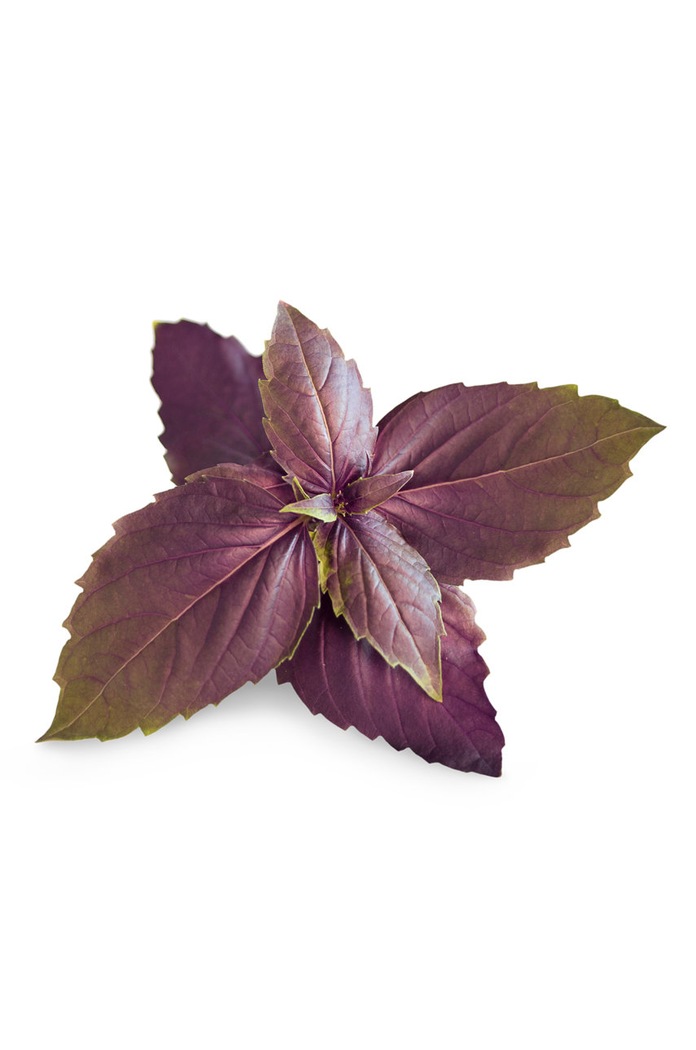 Veritable wkład nasienny Bazylia purpurowa VLIN.O10.Bas00F multicolor AA00