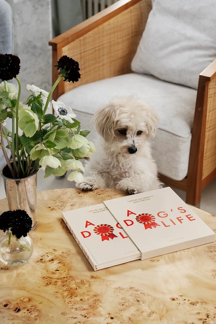 Printworks jurnal A Dog's Life 23,8 x 18,9 cm PW00764 multicolor