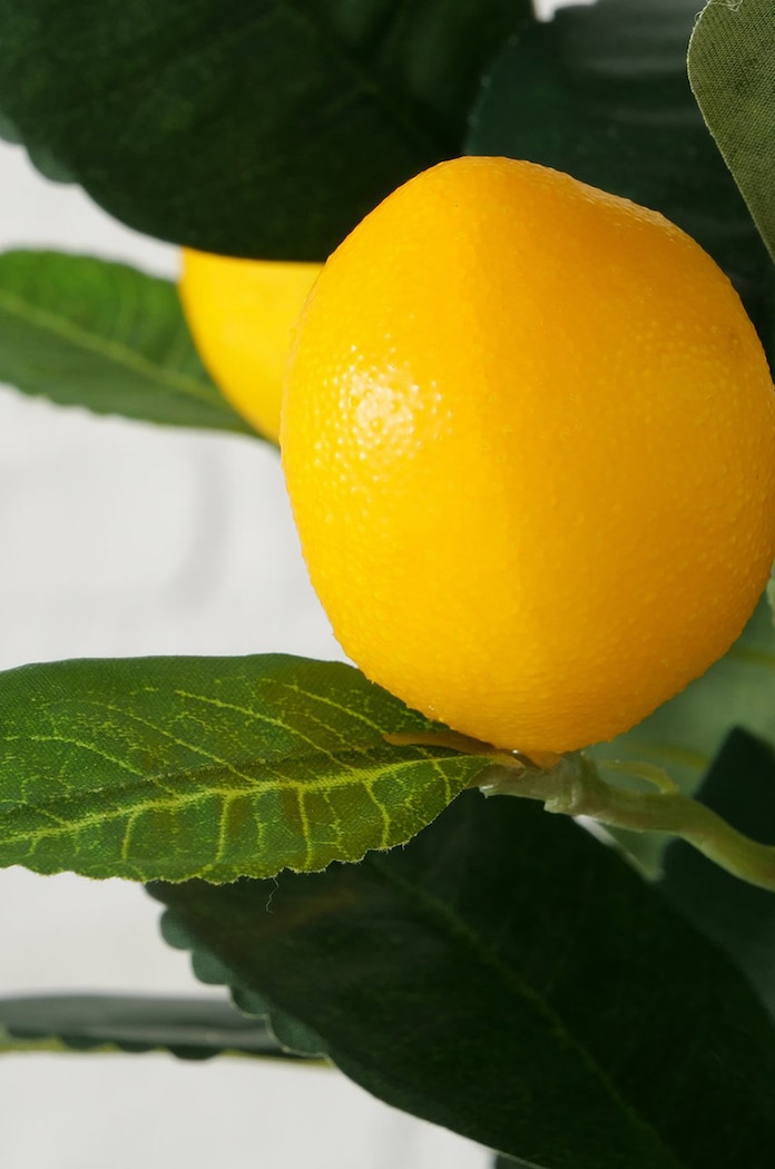 Salon i sypialnia Boltze sztuczne drzewko w doniczce Lemon 2017429 zielony