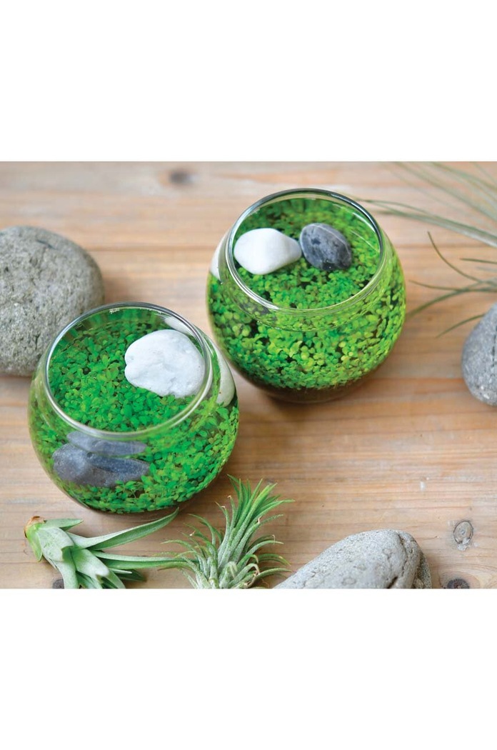 Комплект за отглеждане на растения Noted Water Garden GD892EU многоцветен AA00