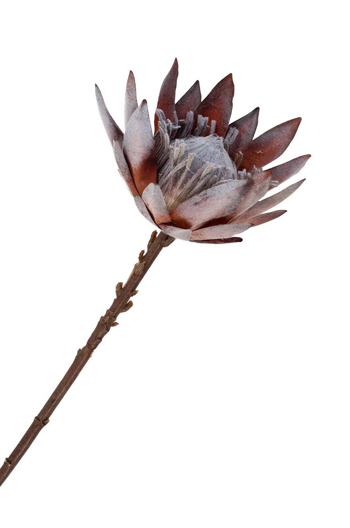 Umělé květiny House Nordic King Protea Bouquet vícebarevná 9501150