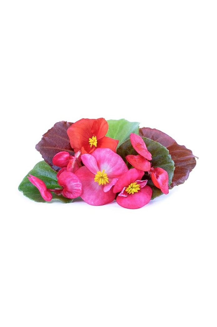 Veritable Insertie de seminte Begonia VLIN.F5.Beg05B multicolor AA00