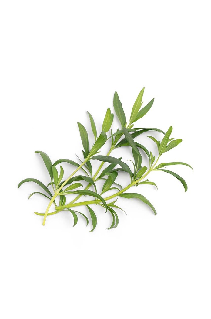Vložka so semienkami hrizopu Veritable 13 x 4 x 5 cm VLIN.O10.Hys03A viacfarebná AA00