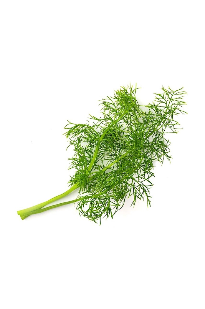 Veritable wkład nasienny Fennel VLIN.O10.Fen043 multicolor AA00