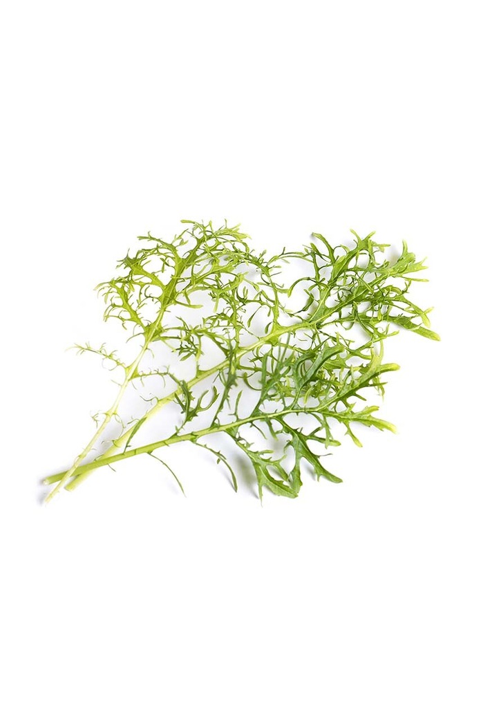 Semenná vložka brukve sítinovité Veritable 13 x 4 x 5 cm VLIN.J10.Mou01E vícebarevná AA00