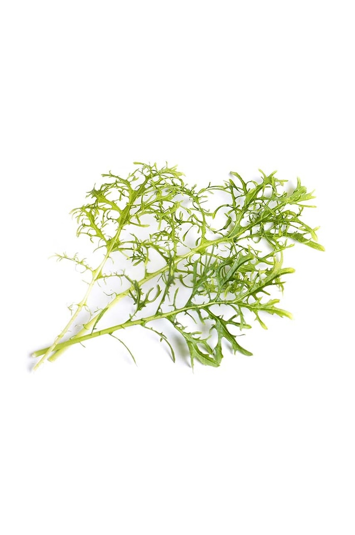 Semenná vložka brukve sítinovité Veritable 13 x 4 x 5 cm VLIN.J10.Mou01E vícebarevná AA00