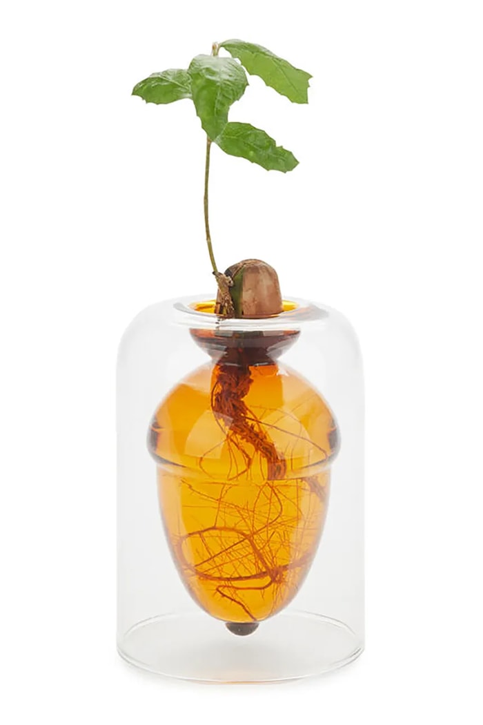 Balvi wazon do uprawy nasion Acorn Vase 12 x 8,4 x 8,4 cm transparentny 28111
