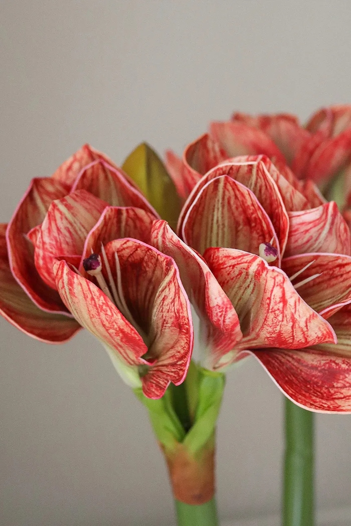 Sztuczny bukiet dekoracyjny 73 x 20 cm Botané BOT.WI26.BOU.017 czerwony