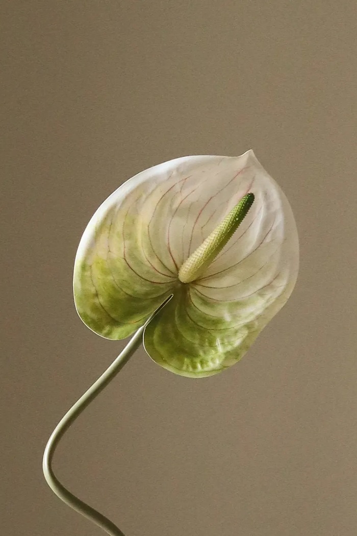 Sztuczny kwiat dekoracyjny 67 x 15 cm Botané biały BOT.WH.ANT.001